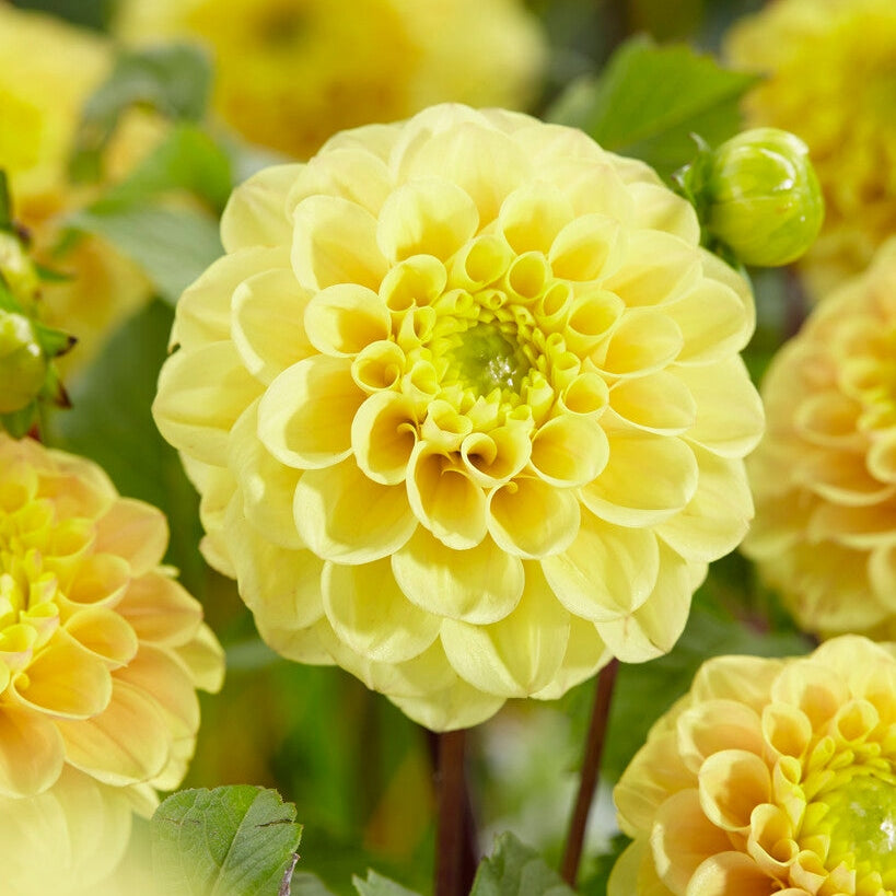 Dahlia Boll Yellow Don 1-pakke